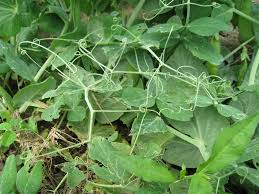 Image result for Pisum