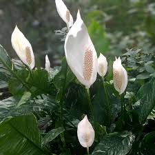 Image result for Spathiphyllum