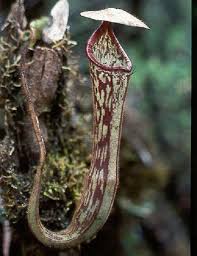 Image result for Heteromorpha stenophylla