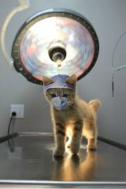 Are You Ready For Your Cat Scan Crazy Cats Funny Animal Pictures Cute Cats