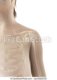 Maybe you would like to learn more about one of these? Female Shoulder Bones 3d Illustration Of The Female Shoulder Bones Canstock