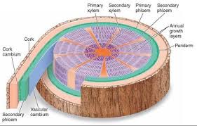 What Is Secondary Phloem Definition From Maximumyield Biology Plants Plant Science Science Biology