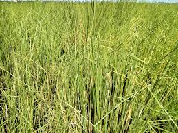 Image result for Aristida stipoides
