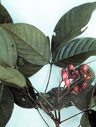 Image result for Connarus