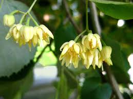 Best spring flowers for bees. 10 Best North American Trees For Bees