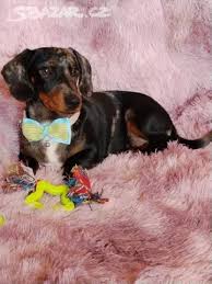 Image result for jezevčík hladkosrstý