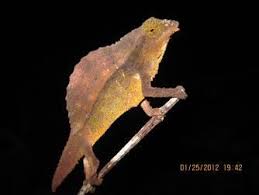 Image result for Hypericophyllum elatum