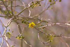 Yellow, small leaf, or foothill palo verde. Palo Verde Tree Edible Plant Of The Southwest