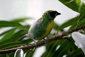 Image result for Habenaria tenuispica