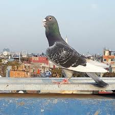 Pin On Pigeon