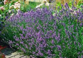 Die Schonsten Ideen Fur Zu Hause Garten Lavendel Garten Garten Pflanzen