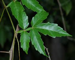 Image result for Paullinia pinnata