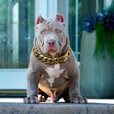 Gray and white pitbull with blue eyes. Pitbulls And Bullies Pictures