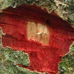 Image result for Parinari excelsa