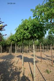 Der amberbaum wird botanisch liquidambar styraciflua genannt. Sie Suchen Etwas Individuelles Fur Ihren Garten Kein Problem Erwerben Sie Hier Bereits Grosse Kugel Amberbaume Wir Liefern Bis Direkt Zum Pflanzort