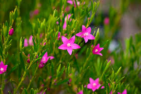 Pink flowering shrub identification australia. Australian Native Flowers A Guide To Australian Flowers Better Homes And Gardens