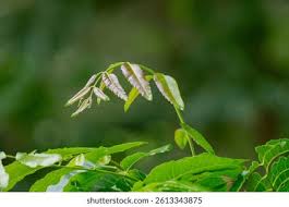 Image result for Azadirachta indica