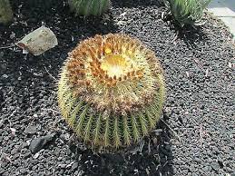 Single post with rubber clutch. Golden Barrel Cactus Echinocactus Grusonii 2 5 Pot For Sale Online Ebay