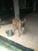ข้อมูลเกี่ยวกับอเมริกัน สแตฟฟอร์ด เชอร์เทอร์เรียร์ (american staffordshire terrier) l ฮิลส์ เพ็ท. à¸ª à¸™ à¸‚à¸ªà¸²à¸¢à¸ž à¸™à¸˜ à¹€à¸šà¸¥à¹€à¸¢ à¸¢à¸¡à¸¡à¸²à¸¥ à¸™à¸­à¸¢à¸ª Kaidee