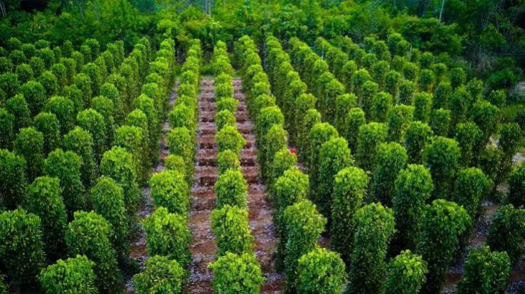 Vườn tiêu Phú Quốc: Ảnh đẹp – quà ngon say lòng du khách – VinWonders