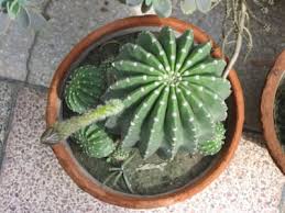 The allele for long needle (l) is dominant over the allele for short needle (l). Cactus Echinopsis Home Care Blooming Cactus Echinopsis