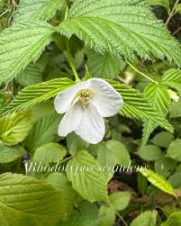 Image result for Greyia sutherlandii