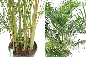 Download all photos and use them even for commercial projects. Areca Pflege 123zimmerpflanzen