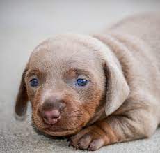 Vizsla Lab Mix A Complete Guide To The Hungarian Vizsla X Labrador