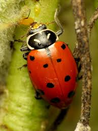 Check spelling or type a new query. Tag Beneficial Insects