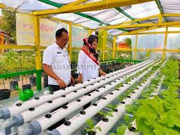Inilah bedanya daun tomat menguning karena virus atau kekurangan magnesium. Tekan Laju Inflasi Dinas Pertanian Kotim Fokuskan Program Ini Radar Sampit