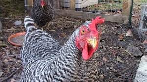Fall came and after the garden was done we let our hens roam freely in our have you thought about keeping ducks? 5 Benefits Of Having Backyard Chickens