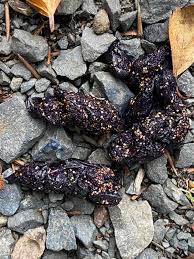 Image result for marten poop