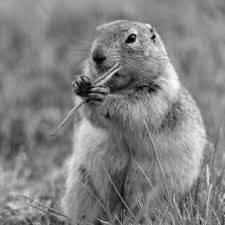 Jeff Werner setting up soft-release nest boxes and electric fencing at...