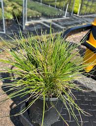 Image result for Deschampsia