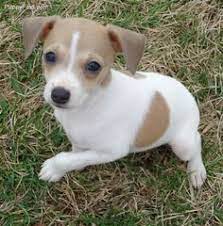 Baby Rat Terriers For Sale Rat Terrier Puppies Rat Terrier Puppies Rat Terriers Terrier Puppies