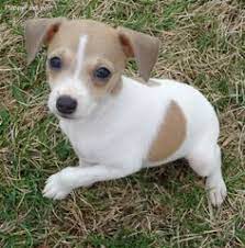 Two rat terrier male puppies ready for new homes! Rat Terrier For Sale Cheap Online