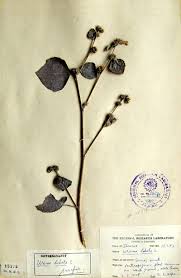 Image result for Urena lobata