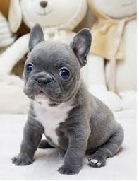 Learn more about the important differences between royal frenchel micro minis & teacup. The Best Parrots In The World Blue Merle Mini French Bulldog