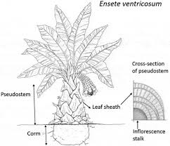 Image result for Ensete ventricosum