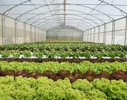 Nft hydroponic systems, otherwise known as nutrient film technique, are yet another very efficient way of farming large numbers of plants in a confined area such as garages and rather small green. Nft Cultivation System Can Boost Lettuce Production In Lebanon Rijk Zwaan