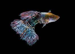 The Top 3 Pet Fish For Kids Petmd