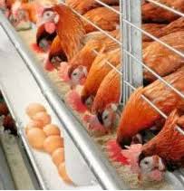 Check spelling or type a new query. Peluang Usaha Untuk Sukses Lewat Ternak Ayam Petelur Bacanulis Com