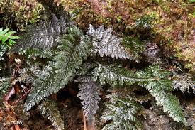 Image result for Abrodictyum rigidum