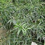 Image result for Strobilanthes anisophylla