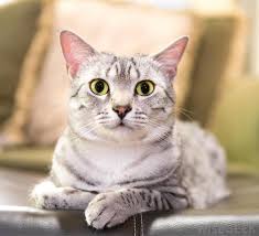 Well, if he's just a curious kitten, you can feel relieved now. Why Is My Cat Eating Kitty Litter With Pictures