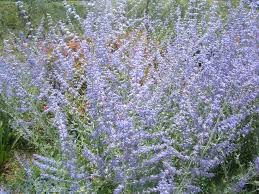 Una pianta rampicante sempreverde con bellissimo fogliame e che produce fiori color. Perowskia Atriplicifolia Salvia Russa Arbusti Ornamentali Spoglianti Online Arbusti Spoglianti E Da Fiore Online