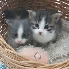 Bebislerim Kedi Miyav Cat Cute Kitten With Images Animals Cats
