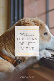 Which Dogs Can Be Left Alone Best Dogs For Kids Low Energy Dogs Dog Breeds That Dont Shed