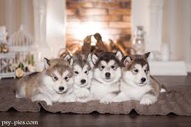 95 free shipping on orders over $25 shipped by amazon Karmienie Szczeniakow Alaskan Malamute