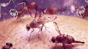 This page is about the various possible meanings of the acronym, abbreviation, shorthand or slang term: Fruit Fly Awaken Your Magick Powers Auntyflo Com